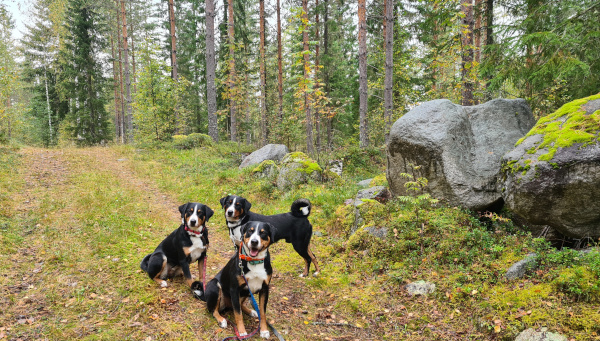 Wanderung Finnland