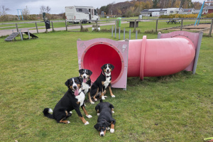 Camping&uuml;berraschung