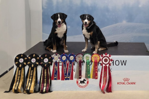 Nordisk Winner Isy und Trixie