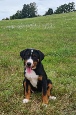 Sinja
