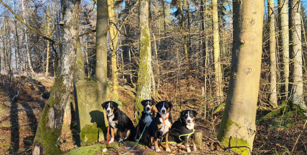 Die Appenzellergang im Januar 2024